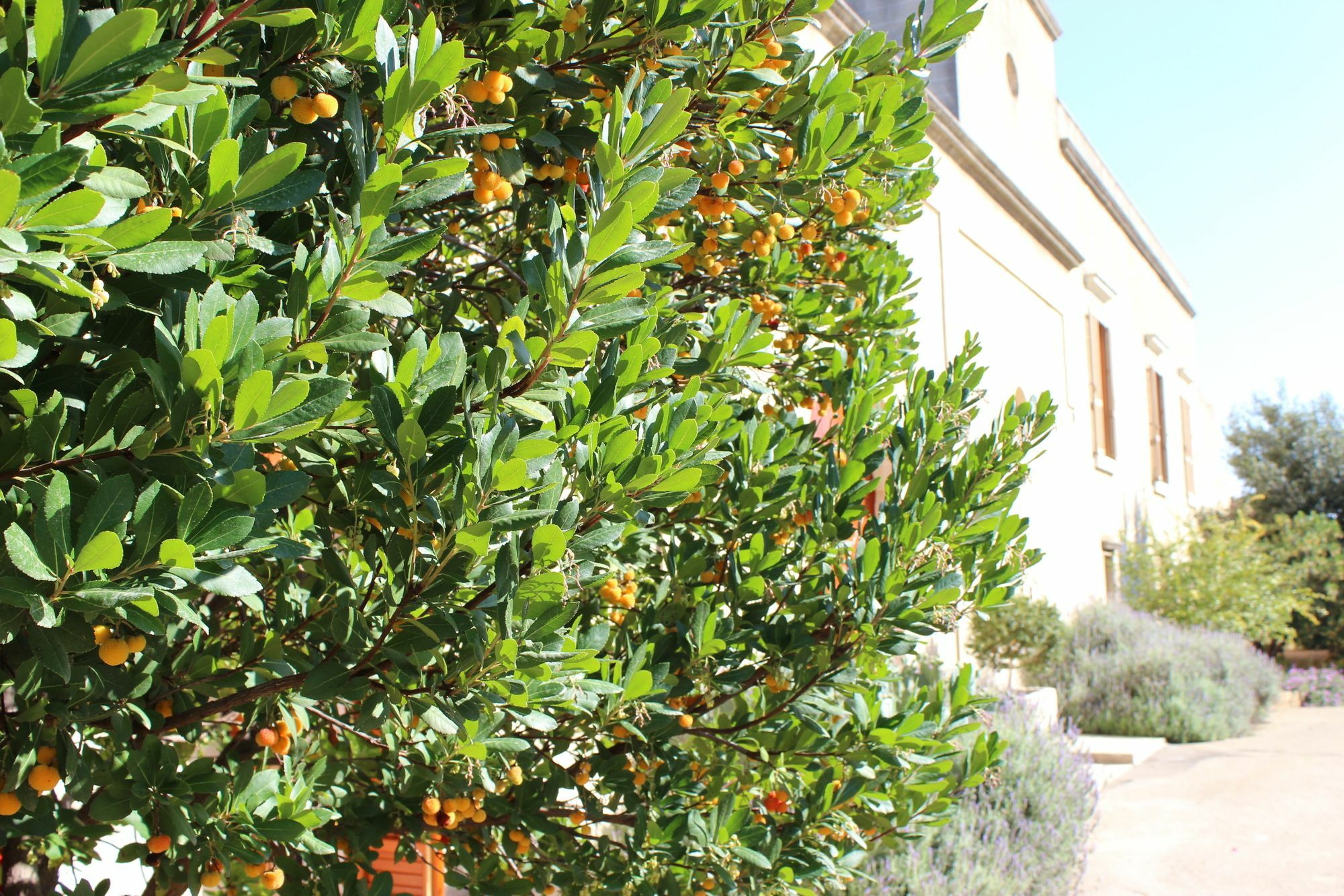 Masseria Pagani Nardò Kültér fotó
